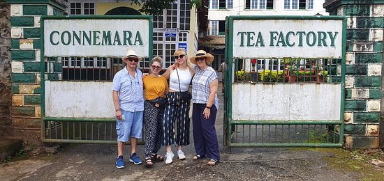 Tea Factory 3